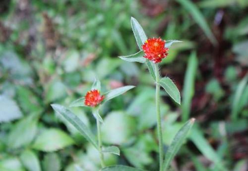 20150711 キバナセンニチコウ2.jpg