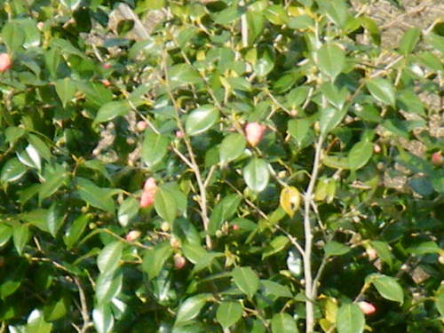 サルのお化粧の正体は (5).JPG