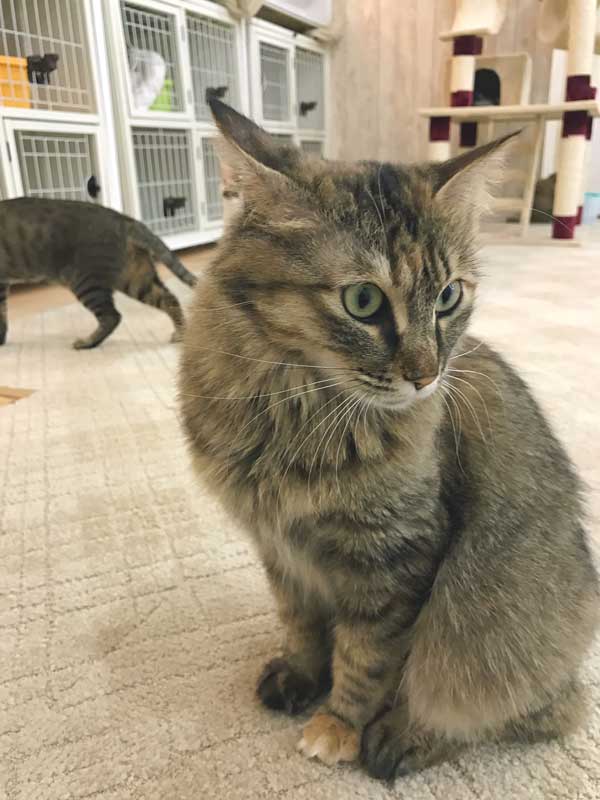 保護猫カフェでまったり 湘南水族館 犬バカの魚好き 楽天ブログ