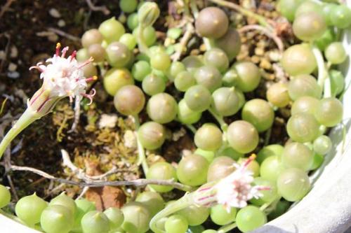 20150228 グリーンネックレス.jpg