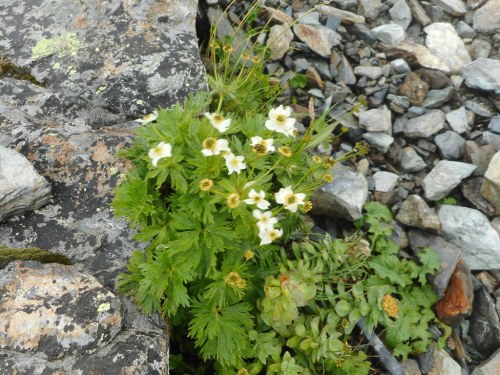 北岳登山道ちょうのすけそう.JPG