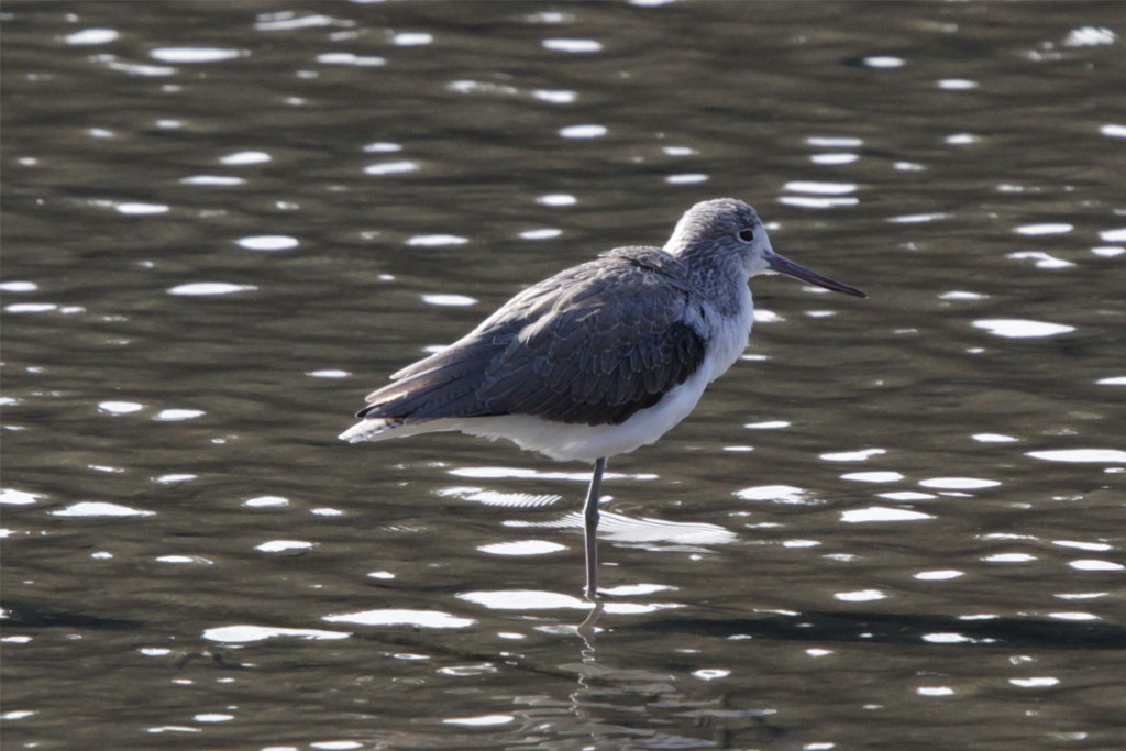 葛西臨海公園に冬鳥がやって来た Inti Solのブログ 楽天ブログ