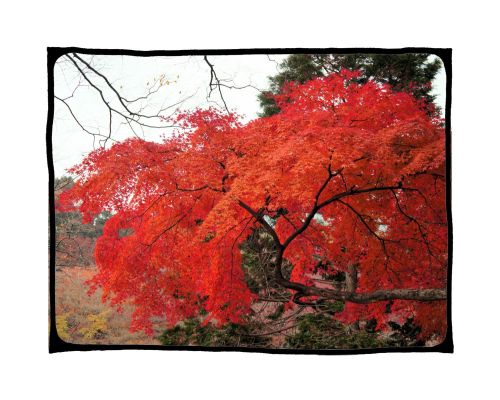 養老公園　紅葉