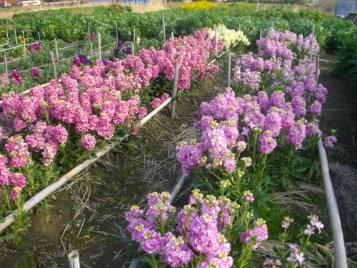 高塚山お花畑 (1) (500x375).jpg