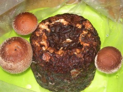 DSCN5535 (300x225).jpg