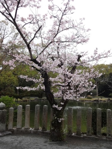 1.2016年桜 宗像大社.JPG