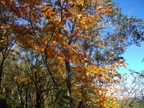 塔ノ岳二ノ塔 (1) (500x375).jpg