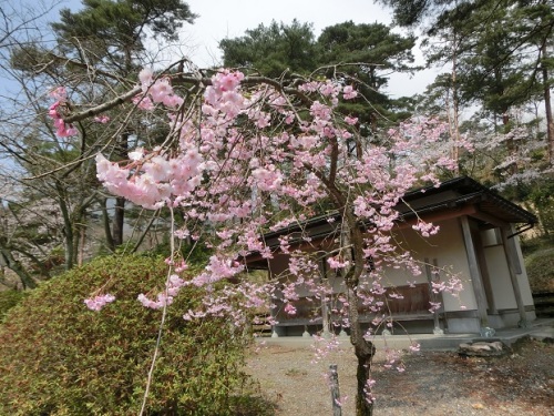 弥彦公園桜4.jpg