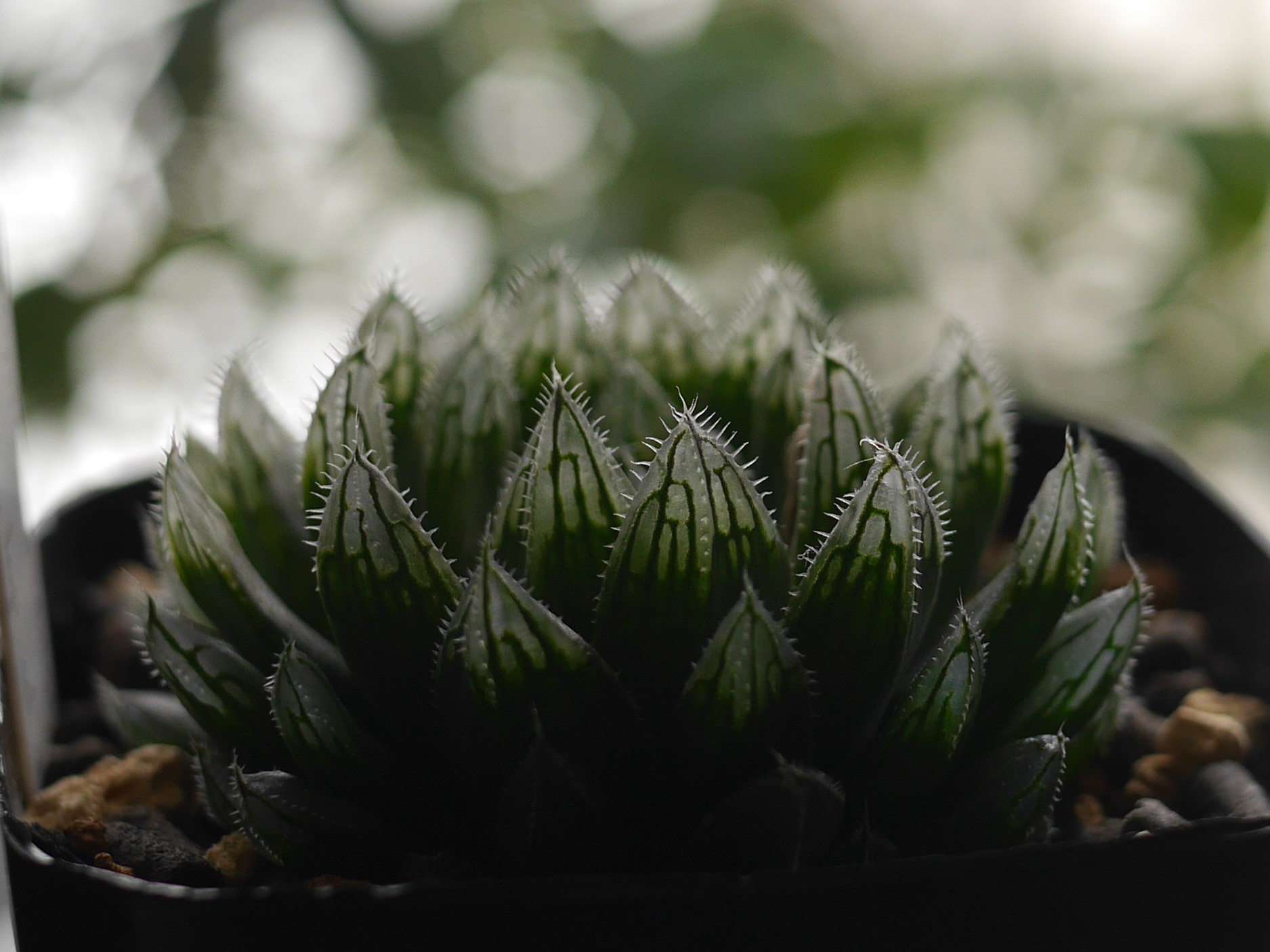 美しい草達 | 植物男子ツボニワー - 楽天ブログ