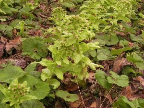 DSCN6578 (300x225).jpg