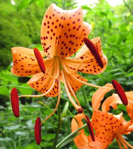 20140802 オニユリ2.jpg