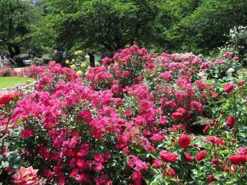 東沢バラ園