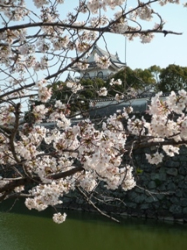 岸和田城と桜1.jpg