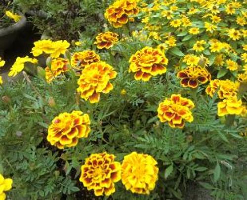 C:\fakepath\marigold131007.jpg