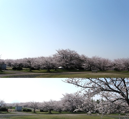 桜9.jpg
