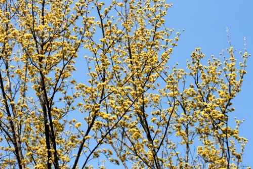 木の花-2.jpg