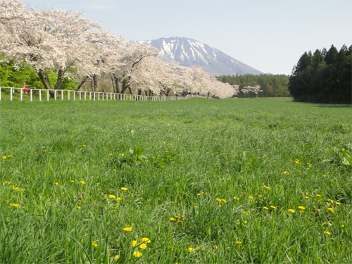 一本桜16.jpg