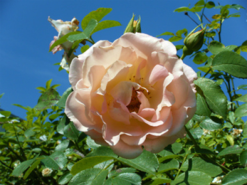 DSCF8176.jpg