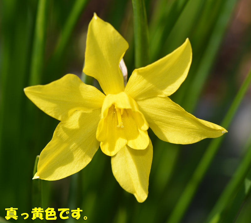 毎年 変わった水仙が咲きます Kororin日記 楽天ブログ