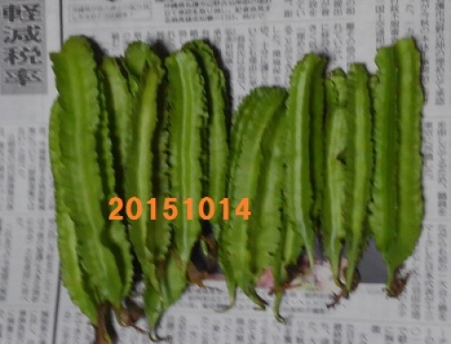 四角豆20151014.jpg