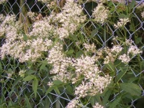 DSCN3279 (300x225).jpg