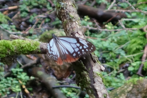 20140726アサギマダラ.jpg