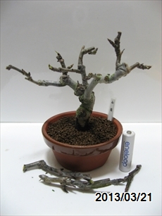 山梨 植替後・剪定後