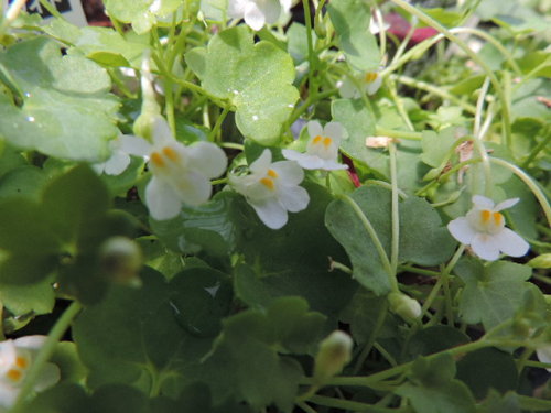 DSCN2727.JPG
