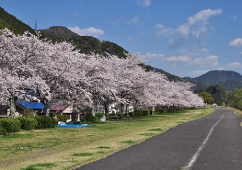 美和の桜.jpg