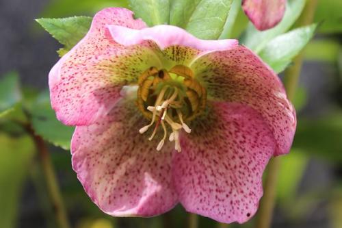 20150321 クリスマスローズ2.jpg