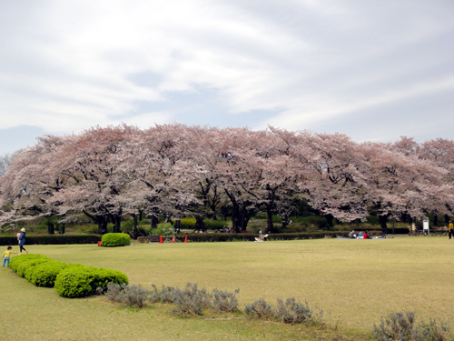 神代植物公園　桜　2012.4.13.JPG