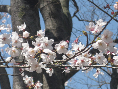 桜＠運動公園