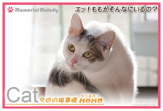 猫 マンチカン あくび ももちゃん 写真 munchkin_momo130108.jpg