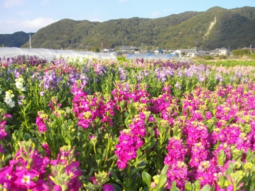 高塚山お花畑 (8) (500x375).jpg