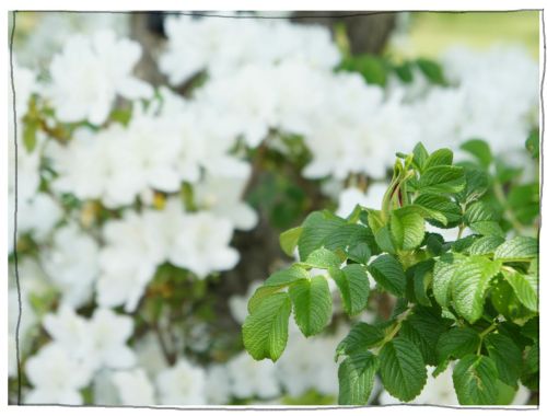 木曽三川公園　１３８タワー