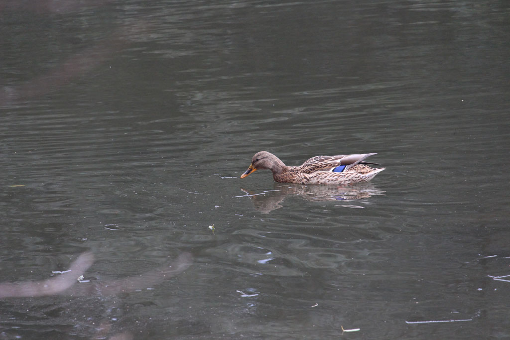 マガモ（明治神宮）