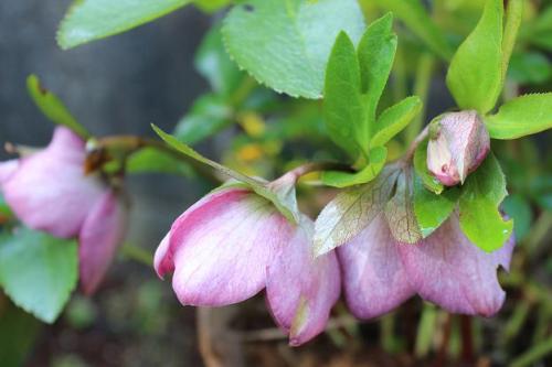 20150314 クリスマスローズ.jpg