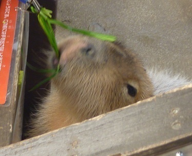 カピバラのエサやり