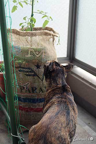 20120508あん02.jpg