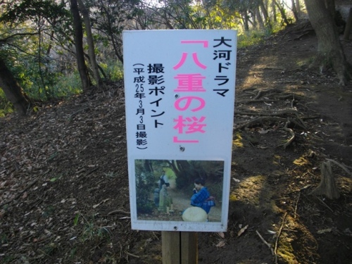 三舟山古戦場八重の桜.JPG