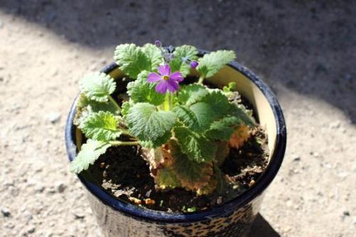 20151220 サクラソウ.jpg