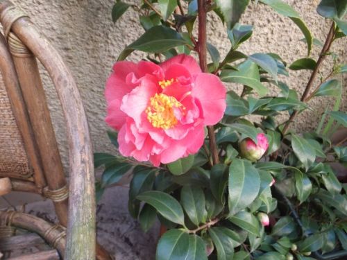 15 sabato camelia rossa.jpg