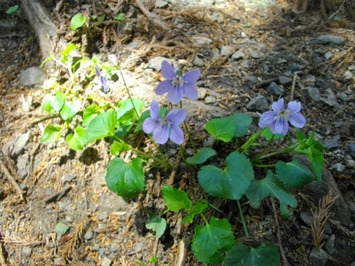 青梅丘陵辛垣城 (4) (500x375).jpg