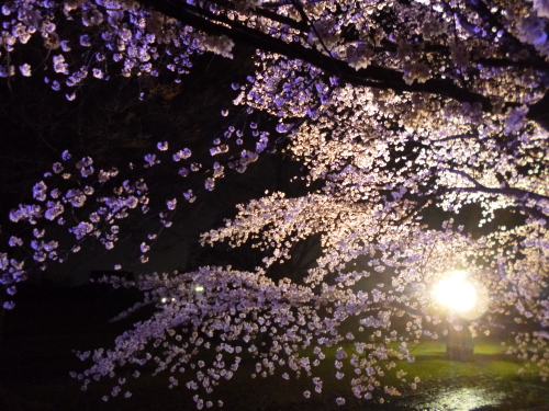 夜桜（信玄堤公園）.JPG