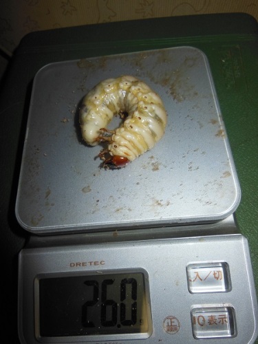 hB4Cα-53-18 (1).JPG