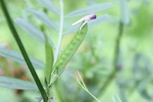 20160517 ヤハズエンドウ.jpg