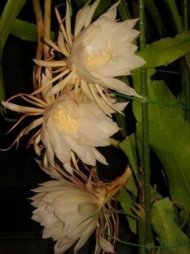 DSCN0140 (300x225).jpg