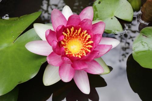 20160911 睡蓮 2.jpg