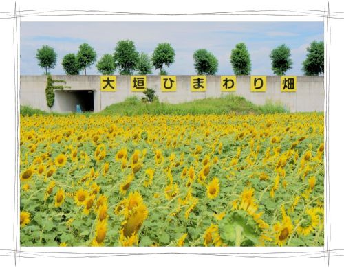 大垣ひまわり畑