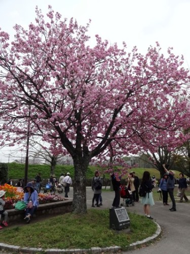 4.2016年 桜 福岡城 (8).JPG